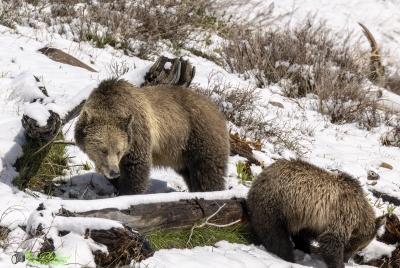 Snow and Cub May 2025